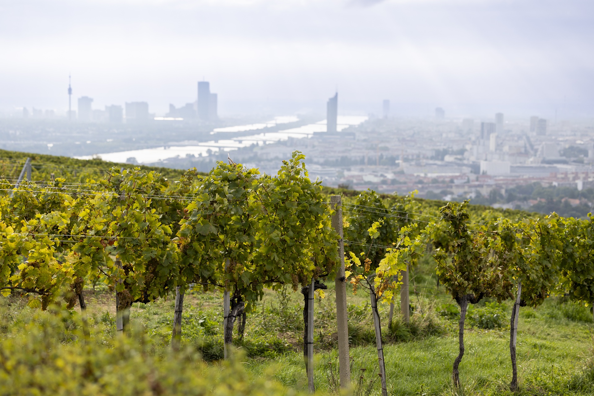 Die Weinlese bei Mayer am Pfarrplatz und Rotes Haus