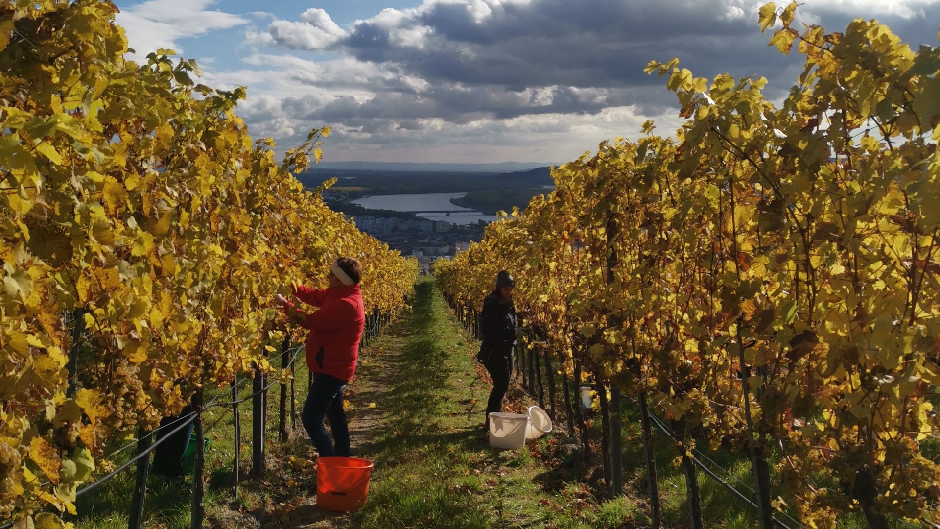 Fairer Wein darf mehr kosten