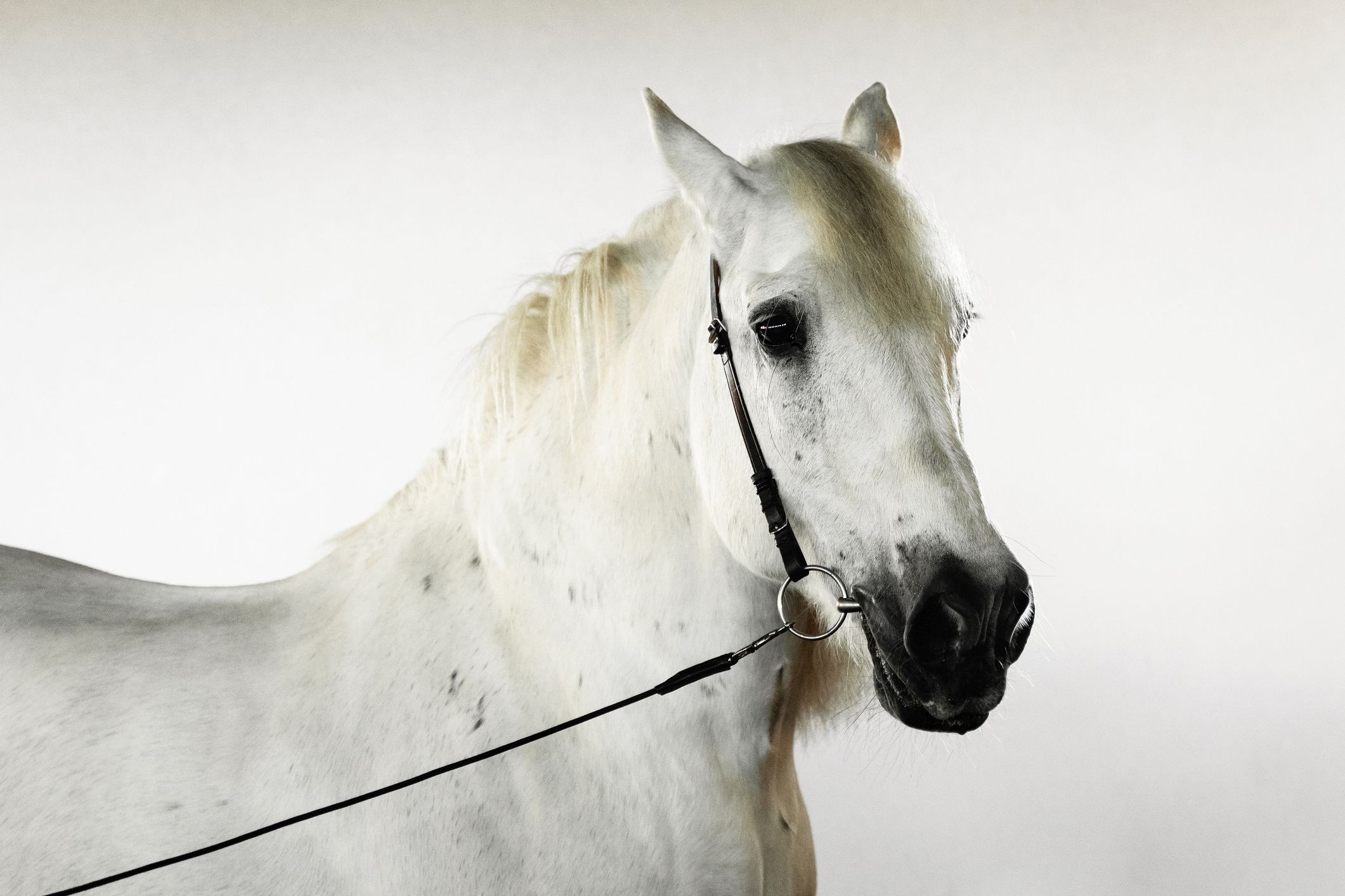 Entbürokratisierungspaket: Amtsschimmel an der Leine